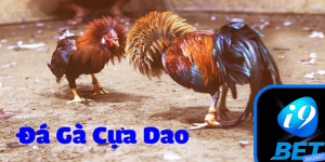 Tổng quan về hình thức đá gà cựa dao