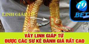 Chiến kê có vảy linh giáp tử thường thi đấu tốt